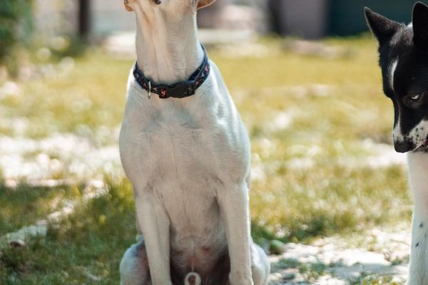 PetFit Training Centre