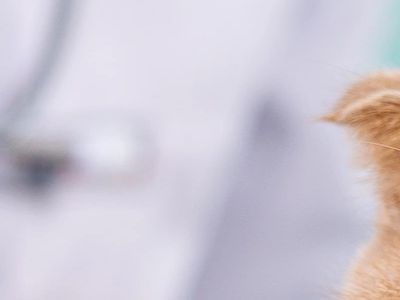 Pet Cafes