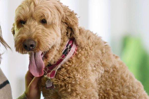 Vet Clinics